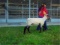 5th Place Lamb - Zoe Hernandez -
