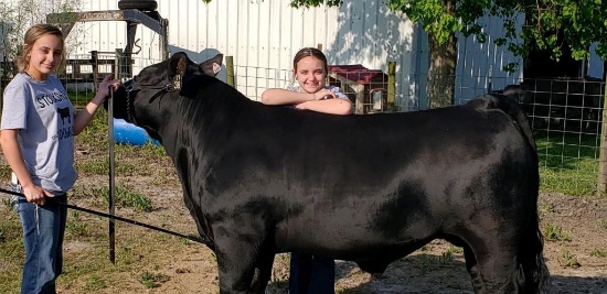 5th Place Steer - Courtney Wolters -