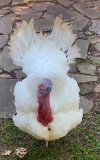 6th Place Turkey Tom - Sophia Ortiz - La Porte FFA - 10th Grade