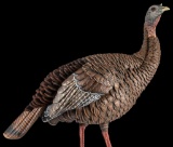 Avian X AVXAVX8106 HDR Hen Turkey Species Multi Color