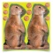 Birchwood Casey 34786 Shoot-N-C Self-Adhesive Paper 8 Prairie Dog 12 Per Pack