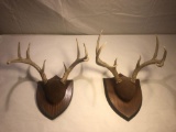 Deer antler mounts