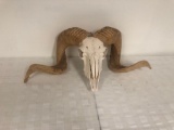 Ram skull