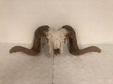 Ram skull