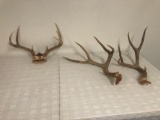 Deer antlers