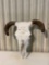 Cow skull....
