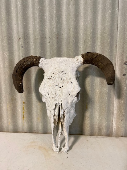 Cow skull....