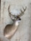 9 point deer mount