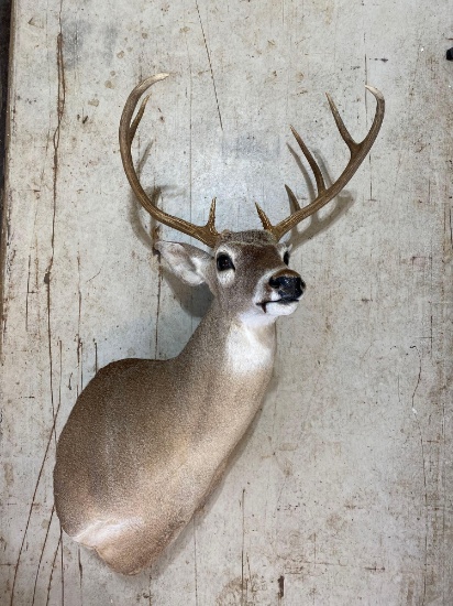 9 point deer mount