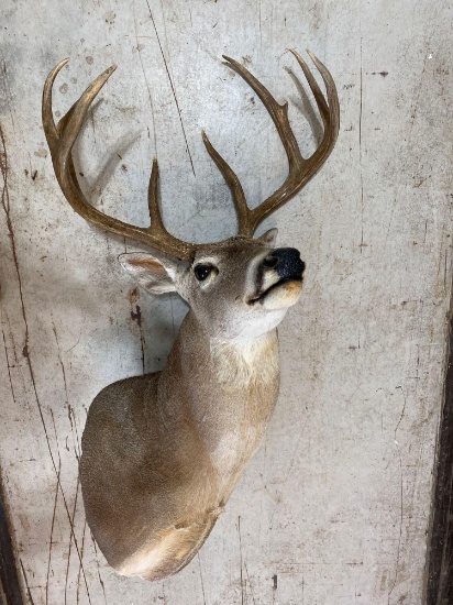 12 point deer mount