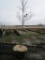 Sugar Maple