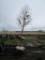 Sugar Maple