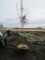 Sugar Maple