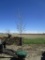 Quaking Aspen
