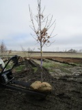 Sugar Maple