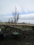 Red Point Maple