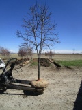 Red Bud