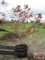Japanese Maple