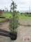 Canaerti Juniper