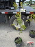 Peach Tree