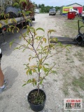 Peach Tree