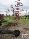 Japanese Maple