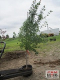 Sun Valley Maple