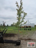 Autumn Blaze Maple