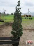 Canaerti Juniper