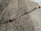 Stihl HT101 Extendable Tree Saw