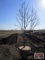 Red Maple Tree 2 1/2