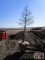 Bald Cypress Tree 3