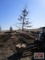 Pin Oak Tree 2 1/2