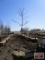 Thornless Locust Tree 2