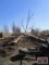 Thornless Locust Tree 2