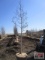 Quaking Aspen Tree 2 - 2 1/2