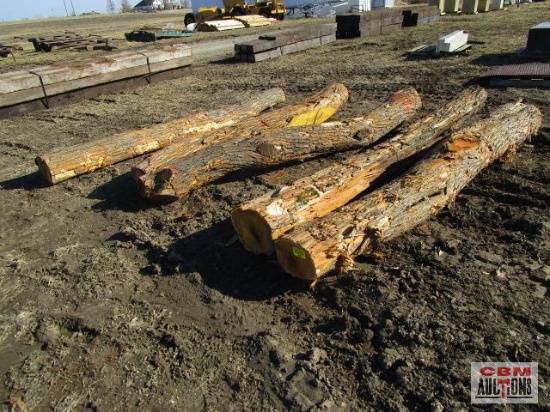 5- Hedge Corner Fence Posts 10'-12' Long, Fresh Cut 5...x Times The Money