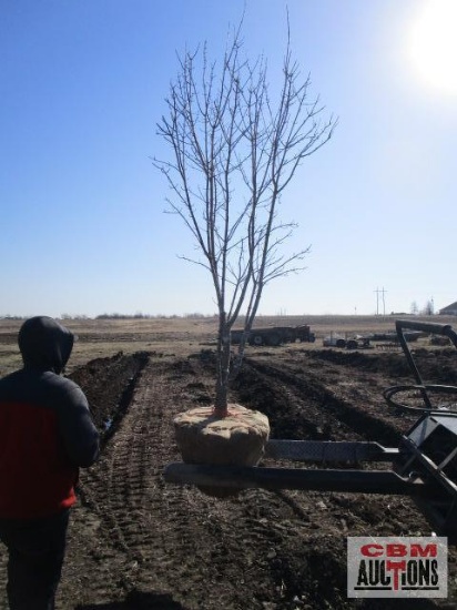 Red Maple Tree 2 1/2" cal.