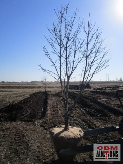 Red Maple Tree 2 1/2" cal.