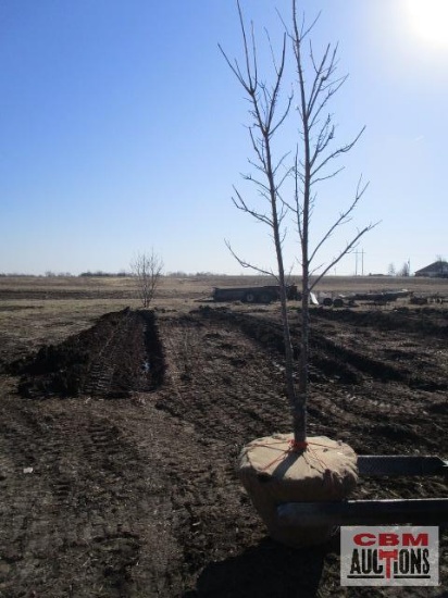 Red Maple Tree 2 1/2" cal.