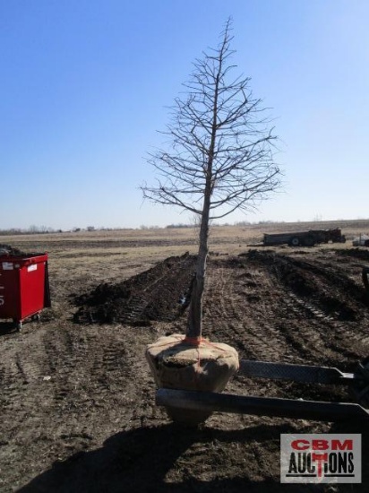 Bald Cypress Tree 3" cal.