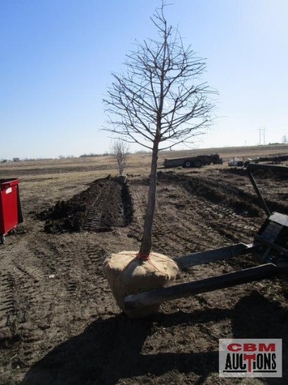 Bald Cypress Tree 3" cal.