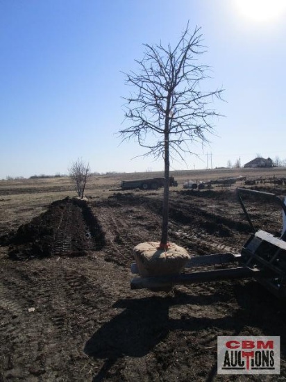 Pin Oak Tree 3" cal.