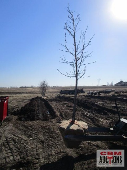 Tulip Tree 2 1/2" cal.