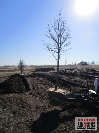 Red Maple Tree 2 1/2" cal.