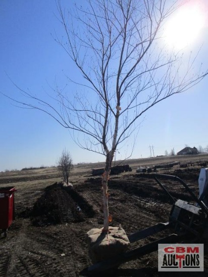 River Birch Tree 3" cal.