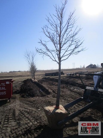 Red Maple Tree 3" cal.