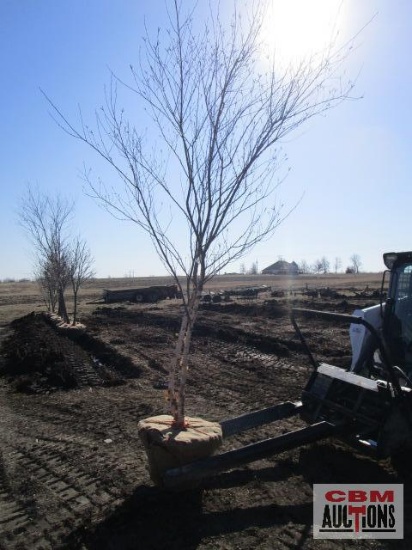 River Birch Tree 2 1/2" cal.