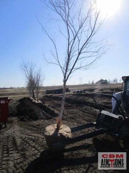River Birch Tree 2 1/2"... cal.