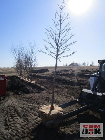 Red Maple Tree 2 1/2" cal.